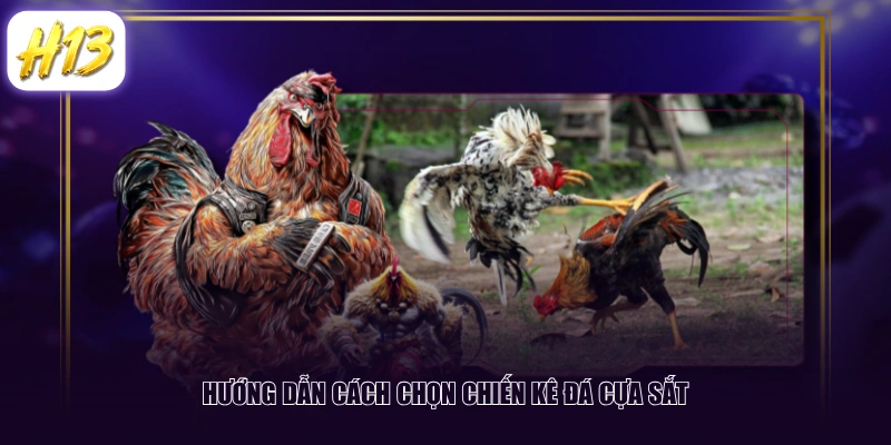 Hướng dẫn cách chọn chiến kê đá cựa sắt